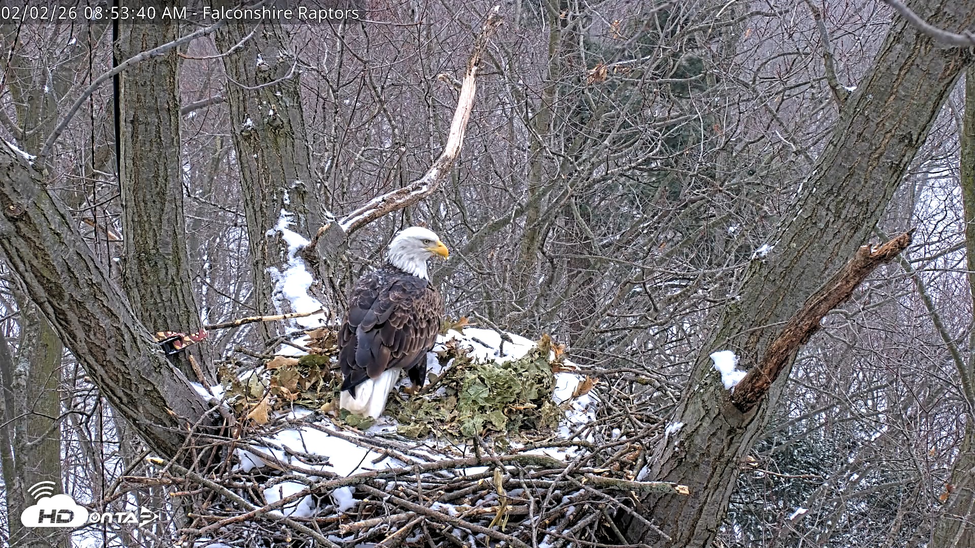 Snapshot of West Michigan Eagles Nest Live Cam taken Feb 2, 2026, 8:54am EST