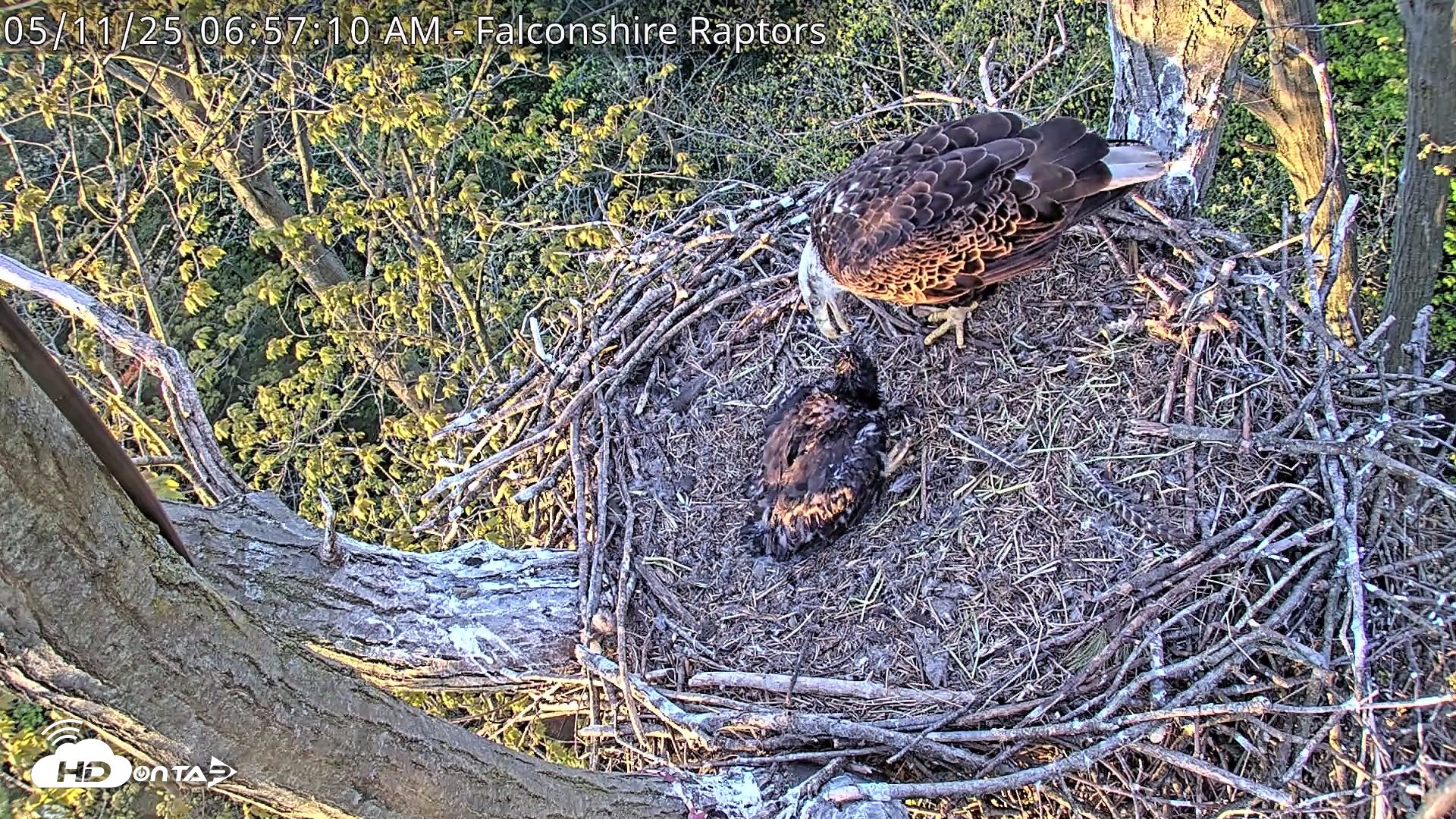 Snapshot of West Michigan Eagles Nest Live Cam taken May 11, 2025, 6:58am EDT