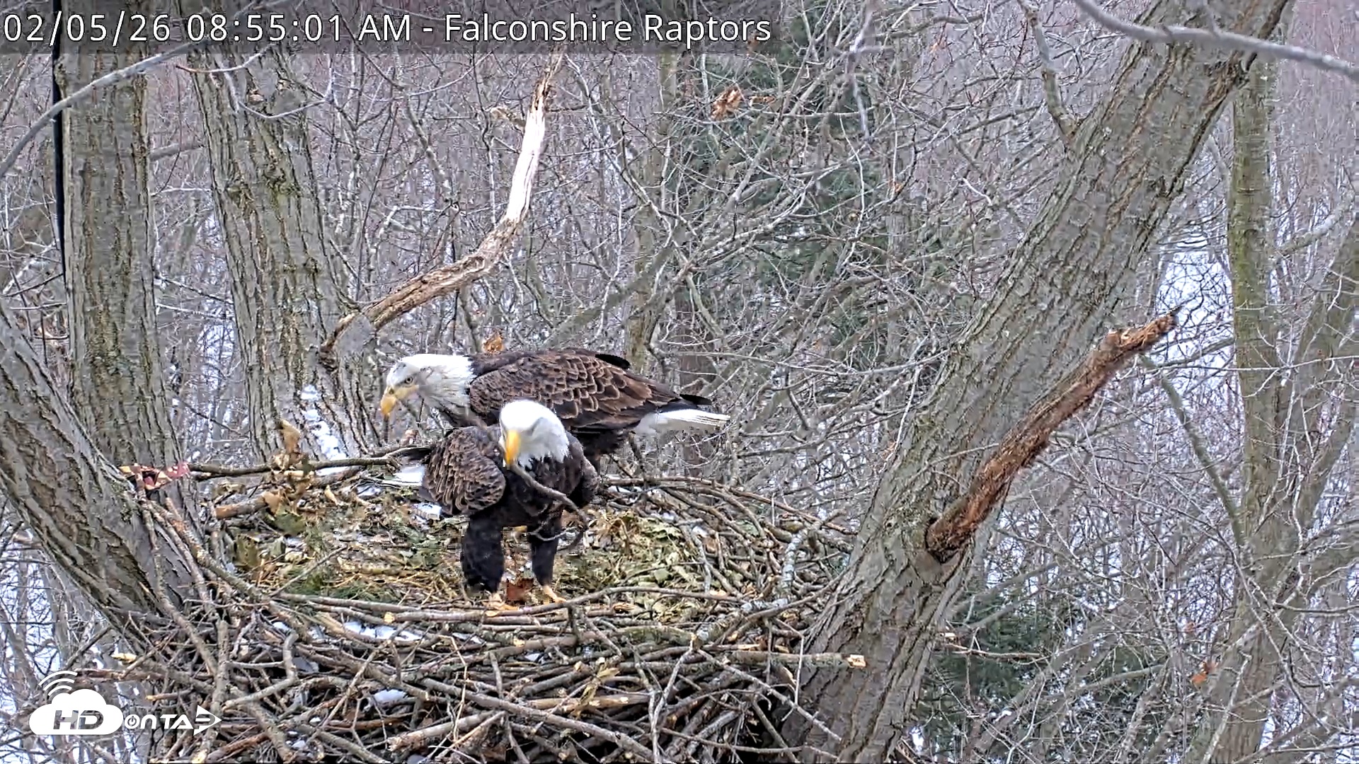 Snapshot of West Michigan Eagles Nest Live Cam taken Feb 5, 2026, 8:55am EST