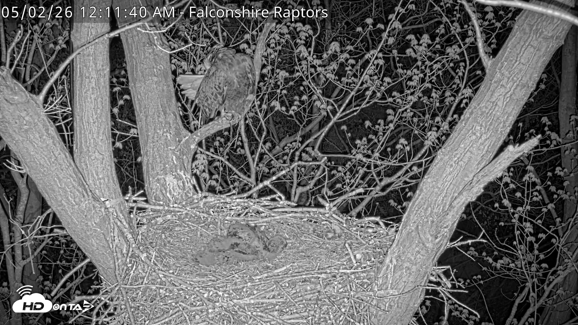 Snapshot of West Michigan Eagles Nest Live Cam taken May 2, 2026, 12:12am EDT