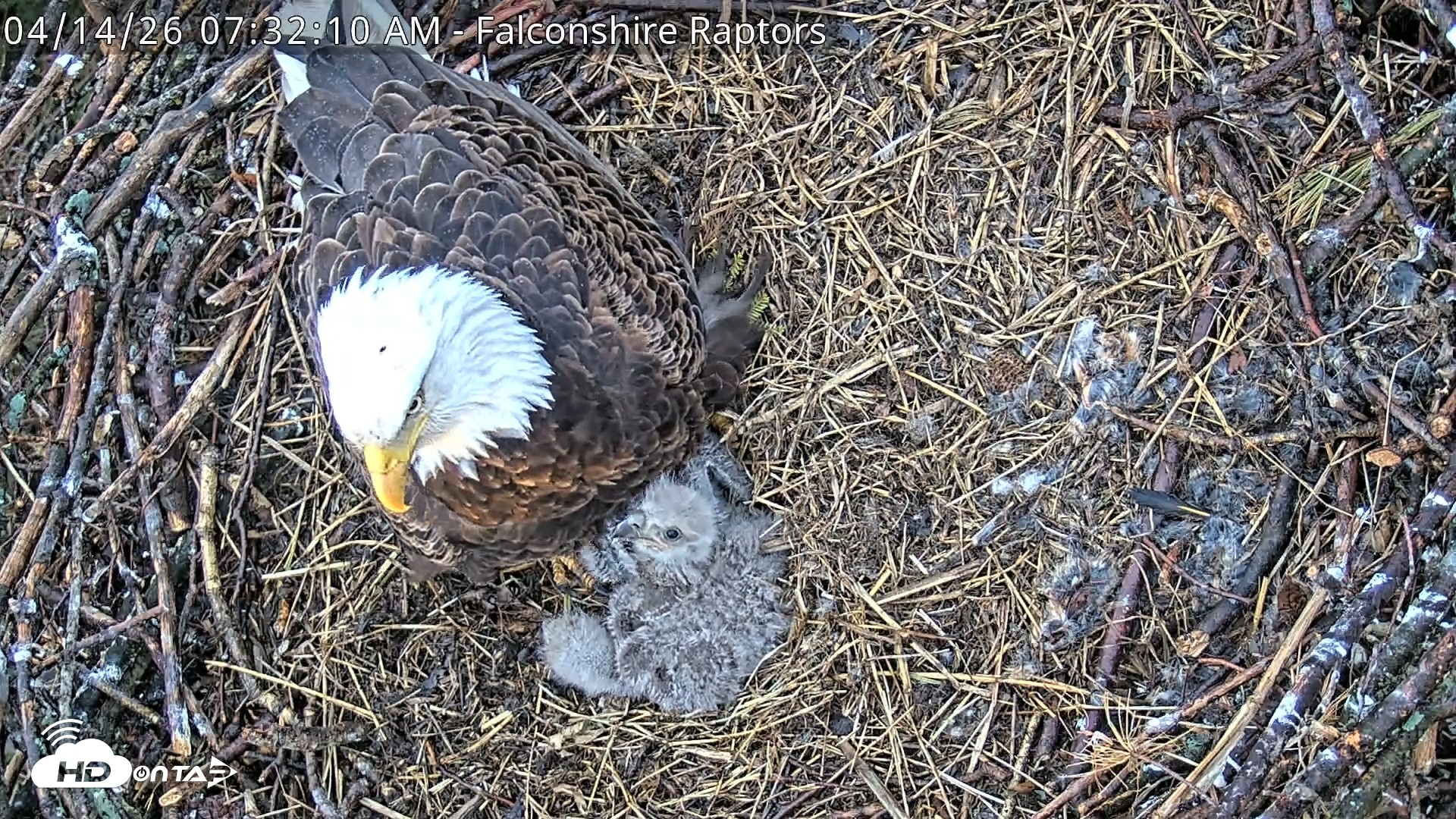 Snapshot of West Michigan Eagles Nest Live Cam taken Apr 14, 2026, 7:34am EDT