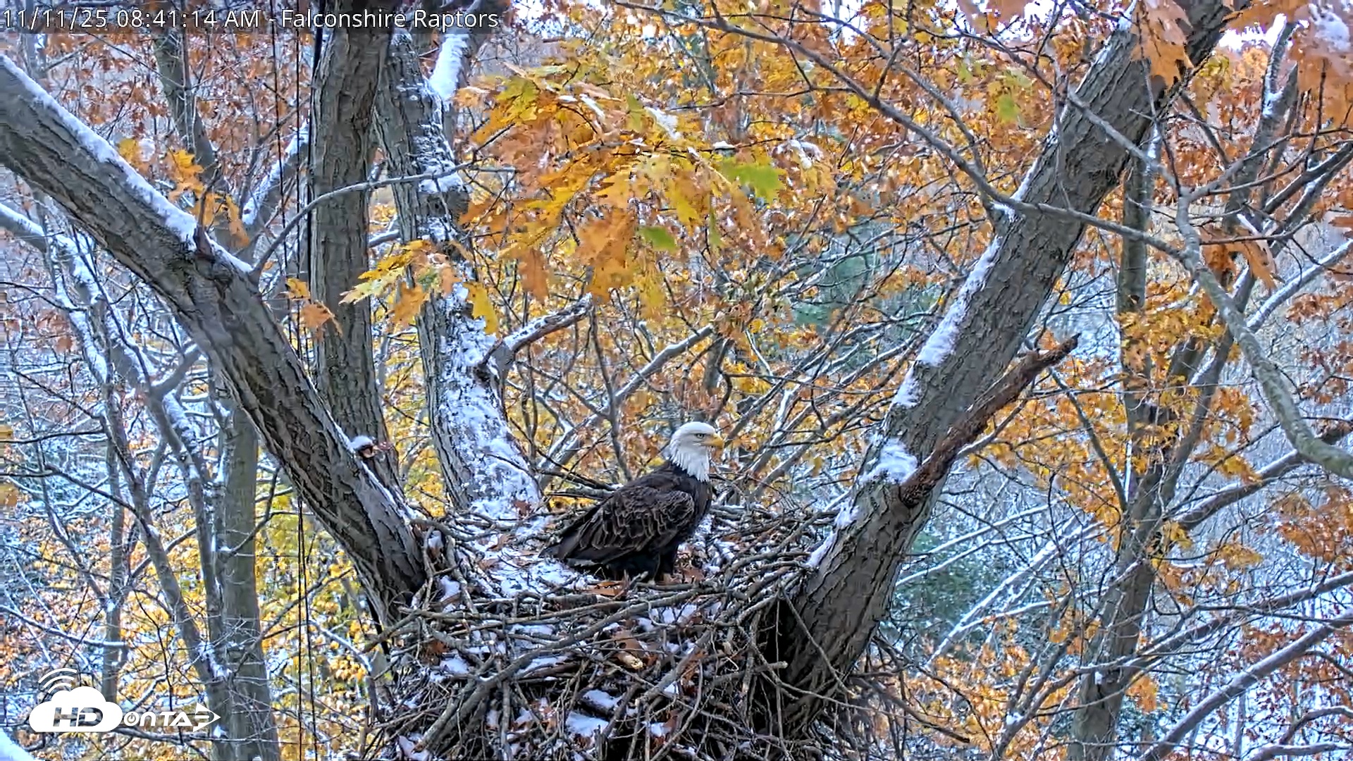 Snapshot of West Michigan Eagles Nest Live Cam taken Nov 11, 2025, 8:33am EST