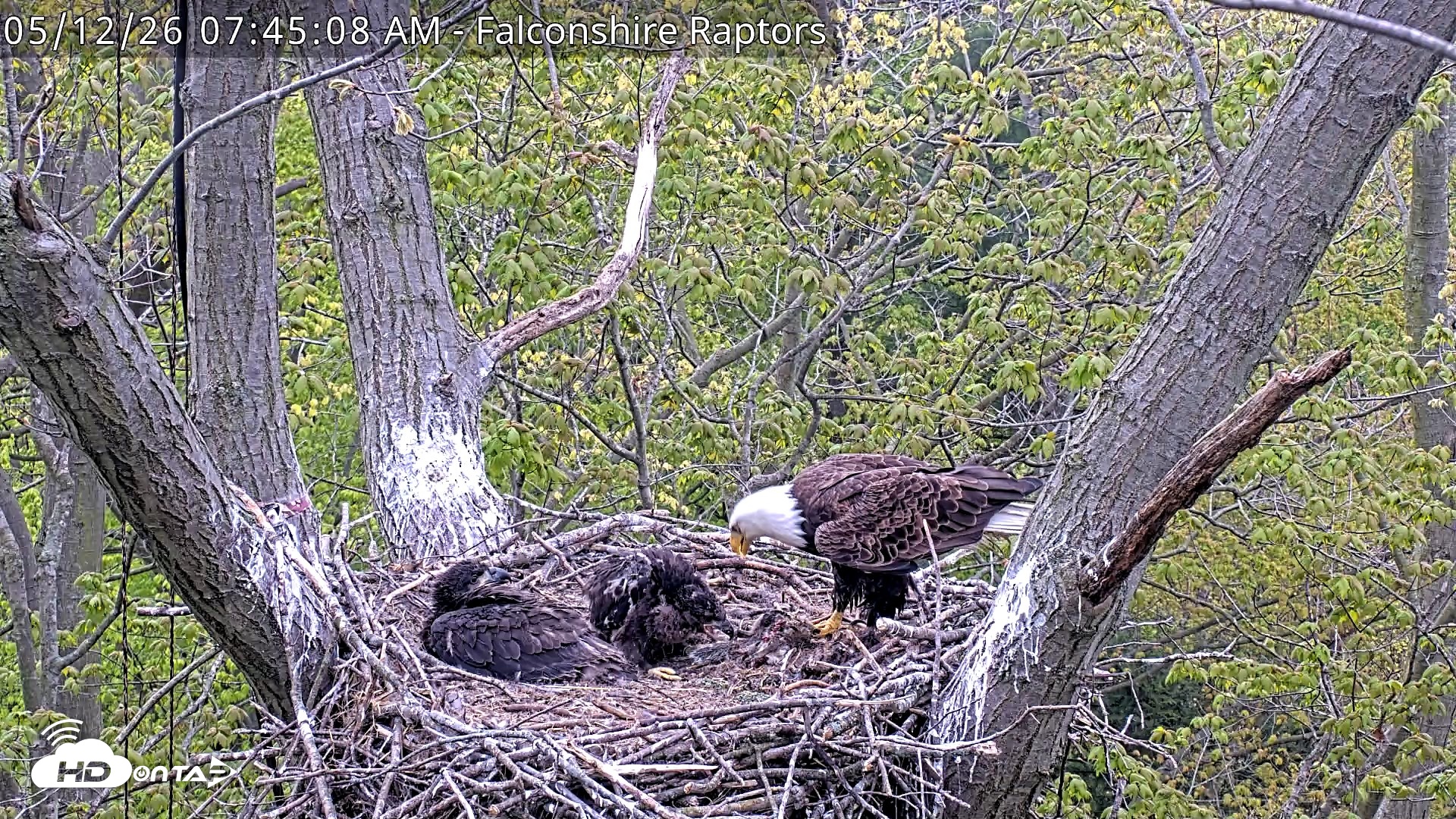 Snapshot of West Michigan Eagles Nest Live Cam taken May 12, 2026, 7:46am EDT