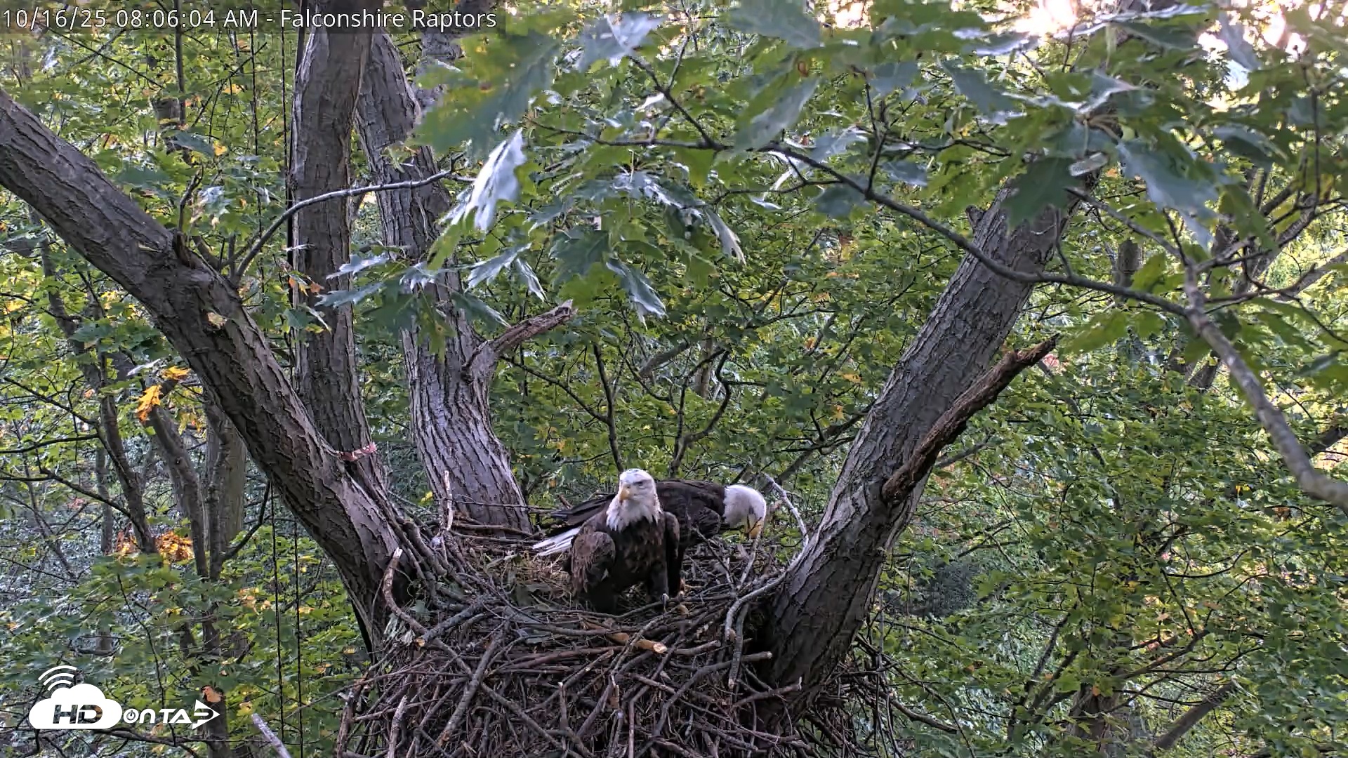 Snapshot of West Michigan Eagles Nest Live Cam taken Oct 16, 2025, 7:58am EDT
