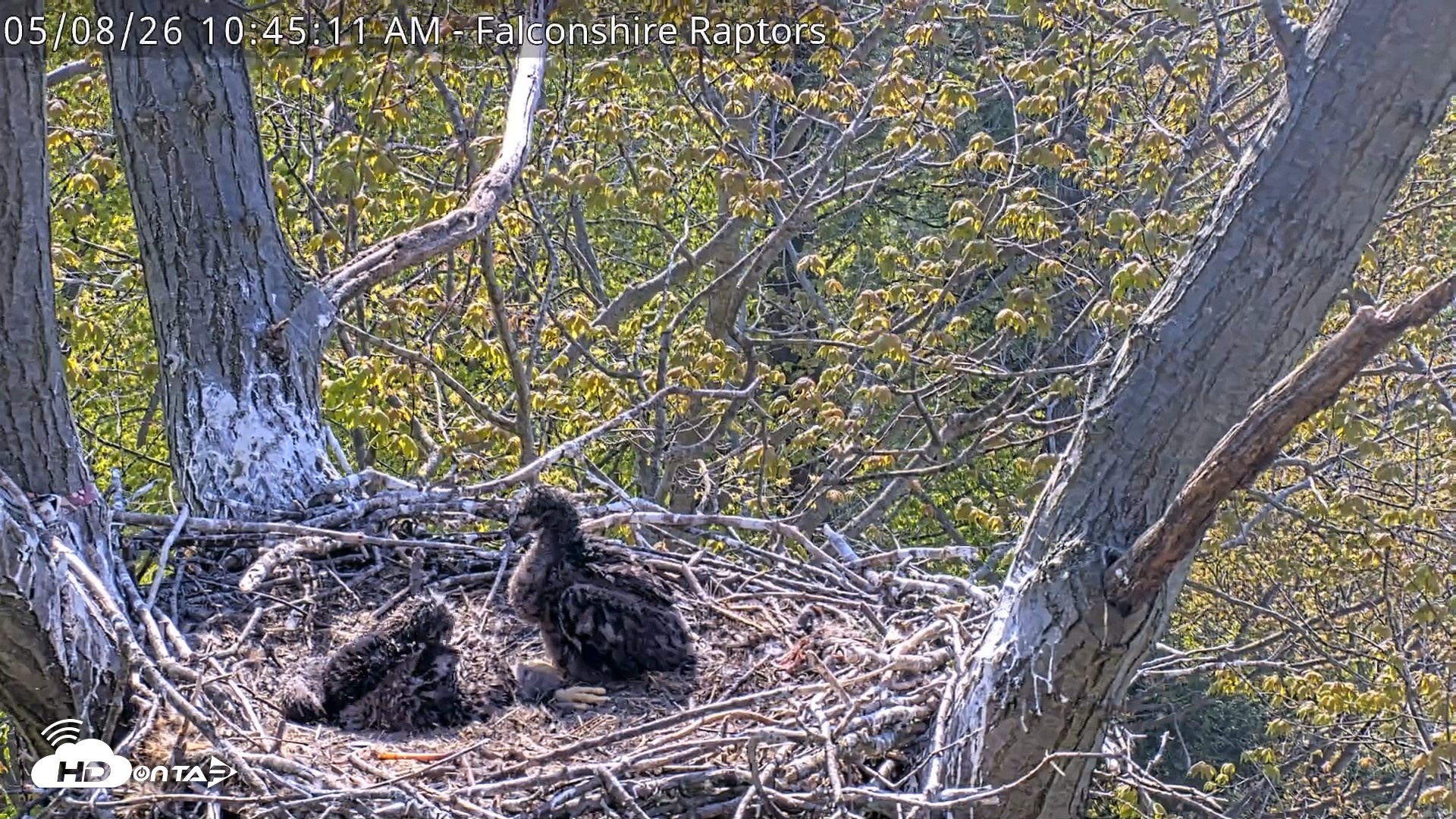 Snapshot of West Michigan Eagles Nest Live Cam taken May 8, 2026, 10:46am EDT