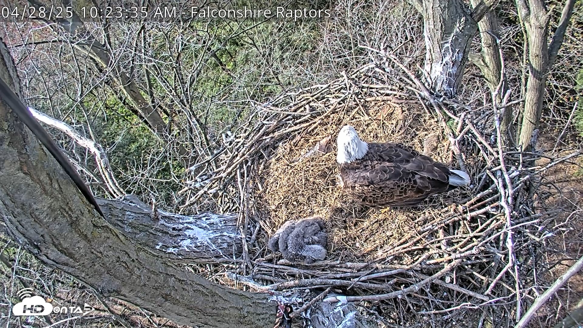 Snapshot of West Michigan Eagles Nest Live Cam taken Apr 28, 2025, 10:24am EDT