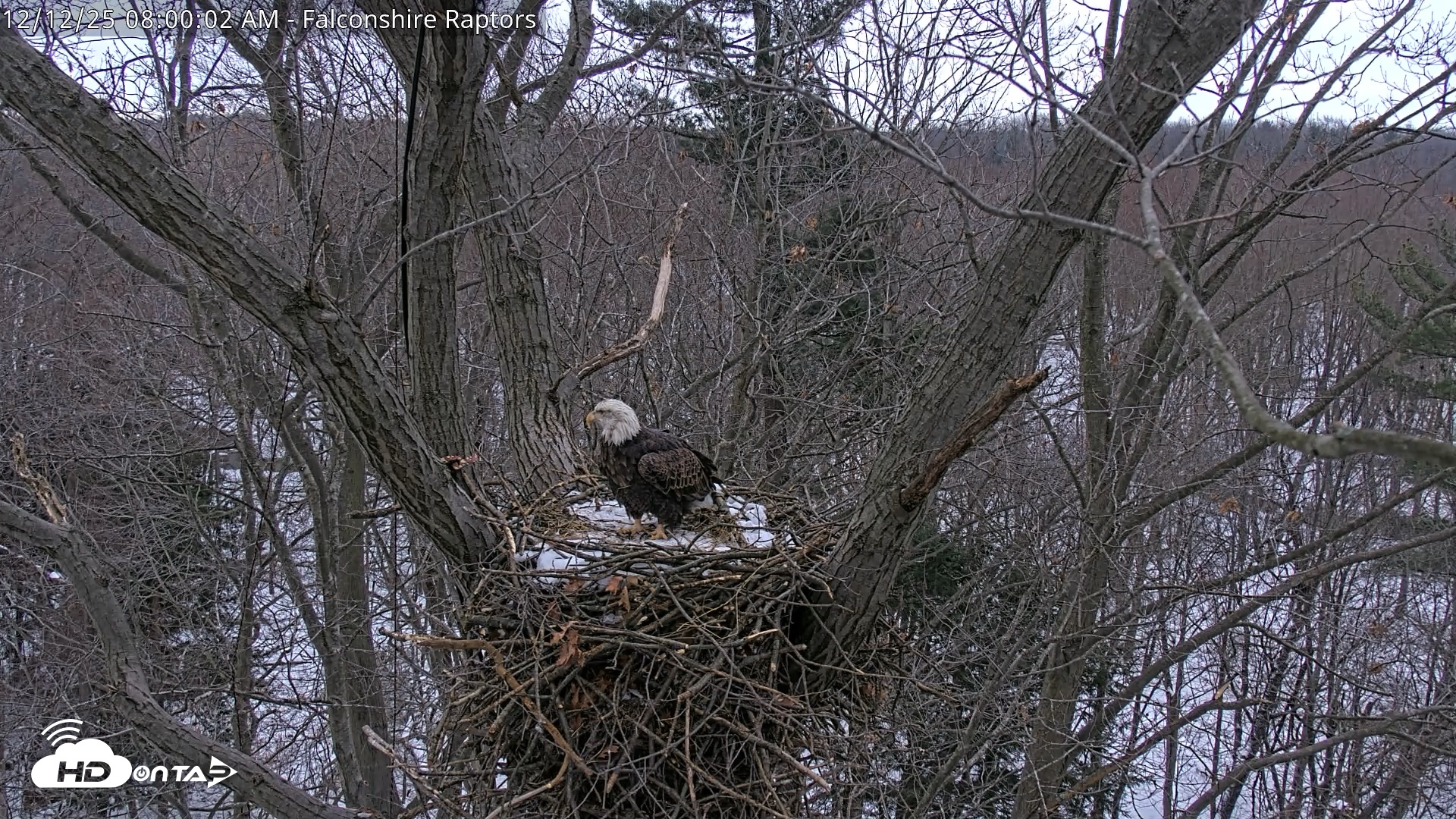 Snapshot of West Michigan Eagles Nest Live Cam taken Dec 12, 2025, 8:00am EST