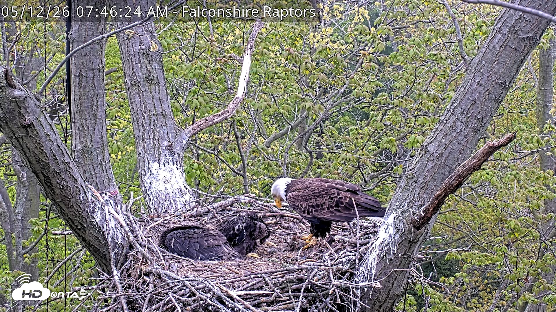 Snapshot of West Michigan Eagles Nest Live Cam taken May 12, 2026, 7:48am EDT