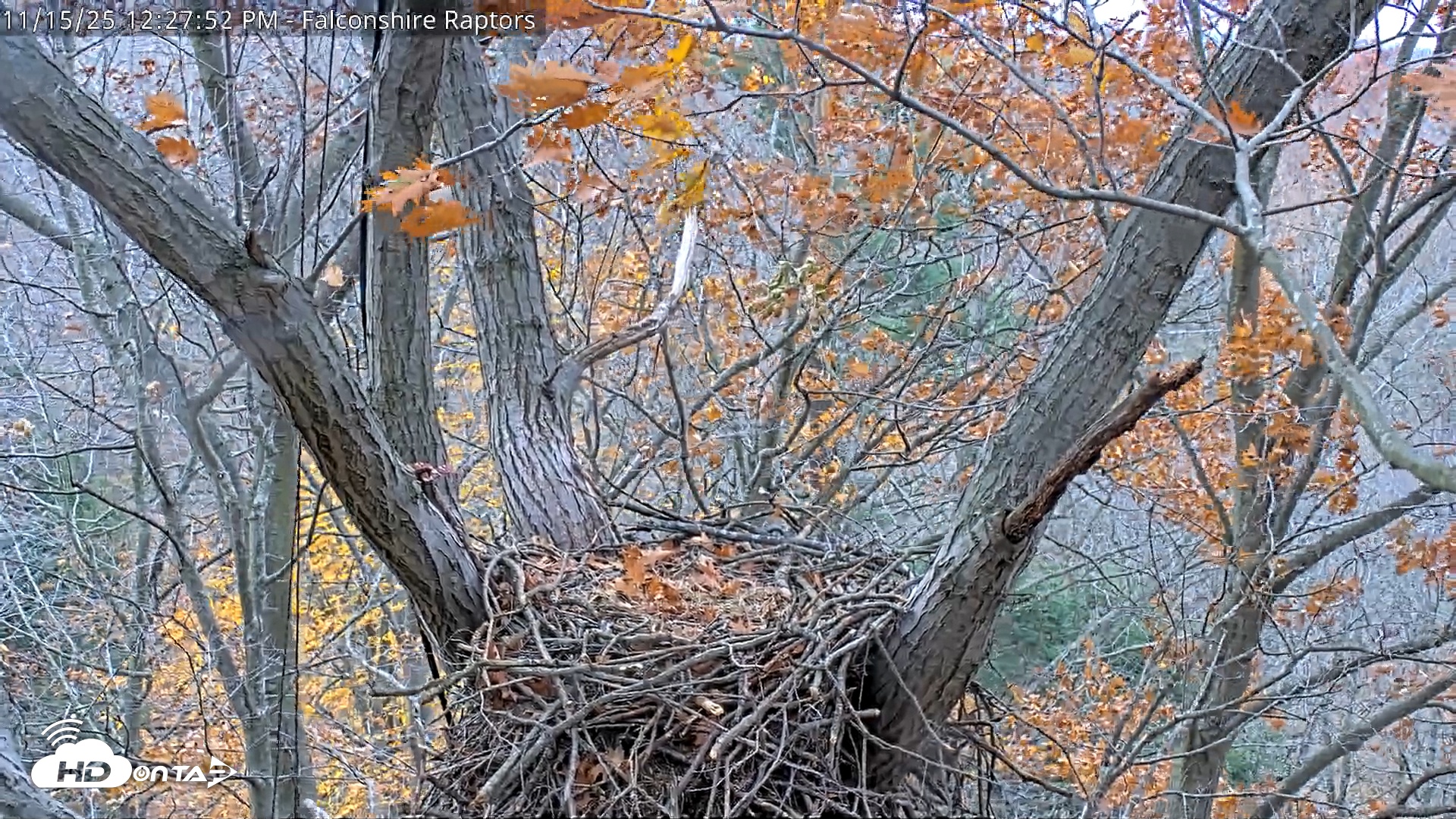 Snapshot of West Michigan Eagles Nest Live Cam taken Nov 15, 2025, 12:20pm EST