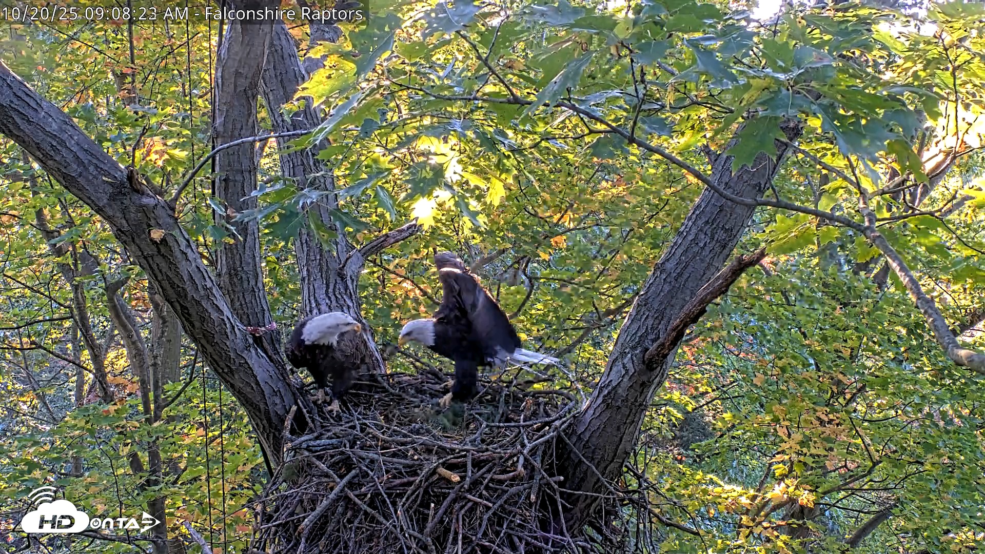 Snapshot of West Michigan Eagles Nest Live Cam taken Oct 20, 2025, 9:01am EDT