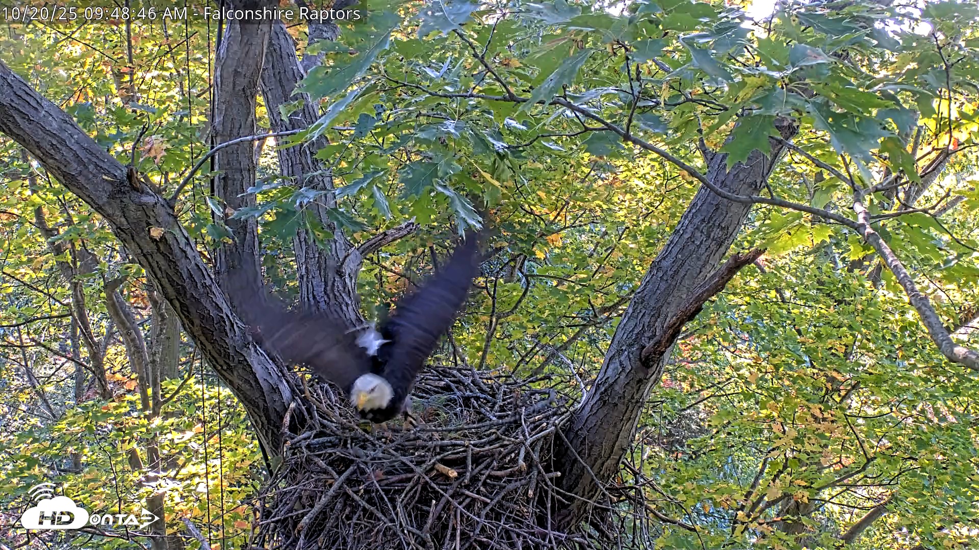 Snapshot of West Michigan Eagles Nest Live Cam taken Oct 20, 2025, 9:42am EDT