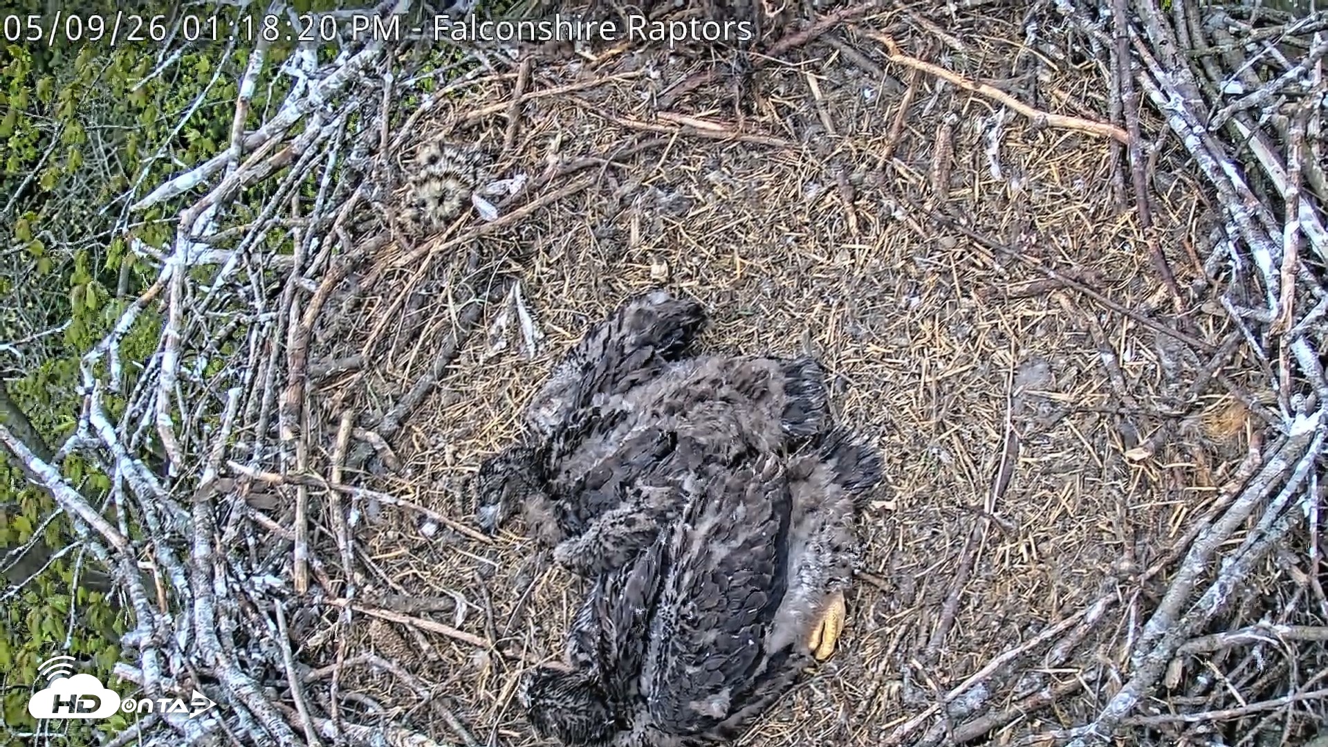Snapshot of West Michigan Eagles Nest Live Cam taken May 9, 2026, 1:20pm EDT