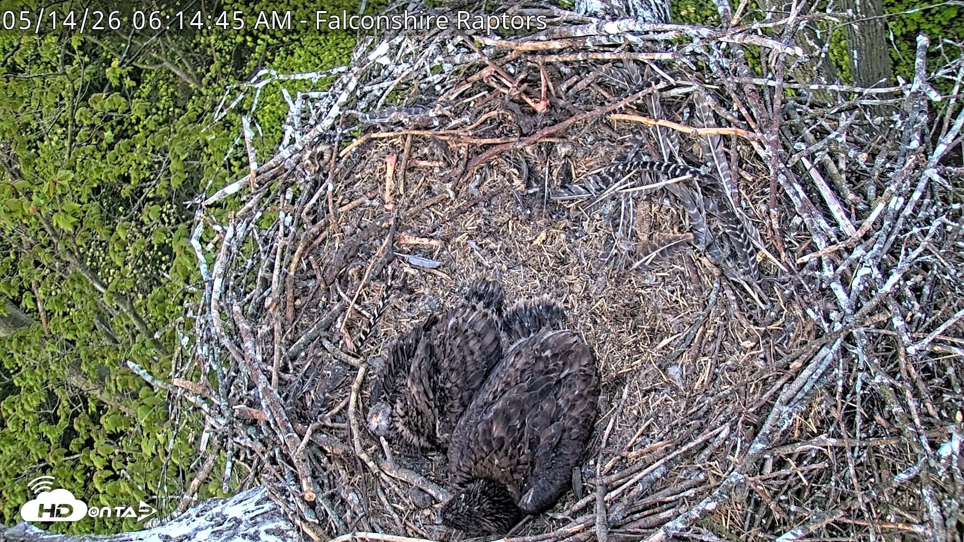 Snapshot of West Michigan Eagles Nest Live Cam taken May 14, 2026, 6:16am EDT