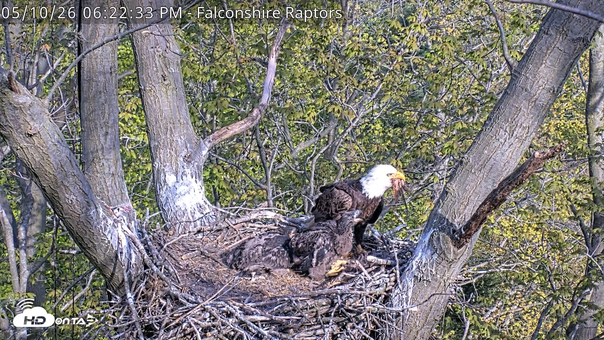 Snapshot of West Michigan Eagles Nest Live Cam taken May 10, 2026, 6:23pm EDT
