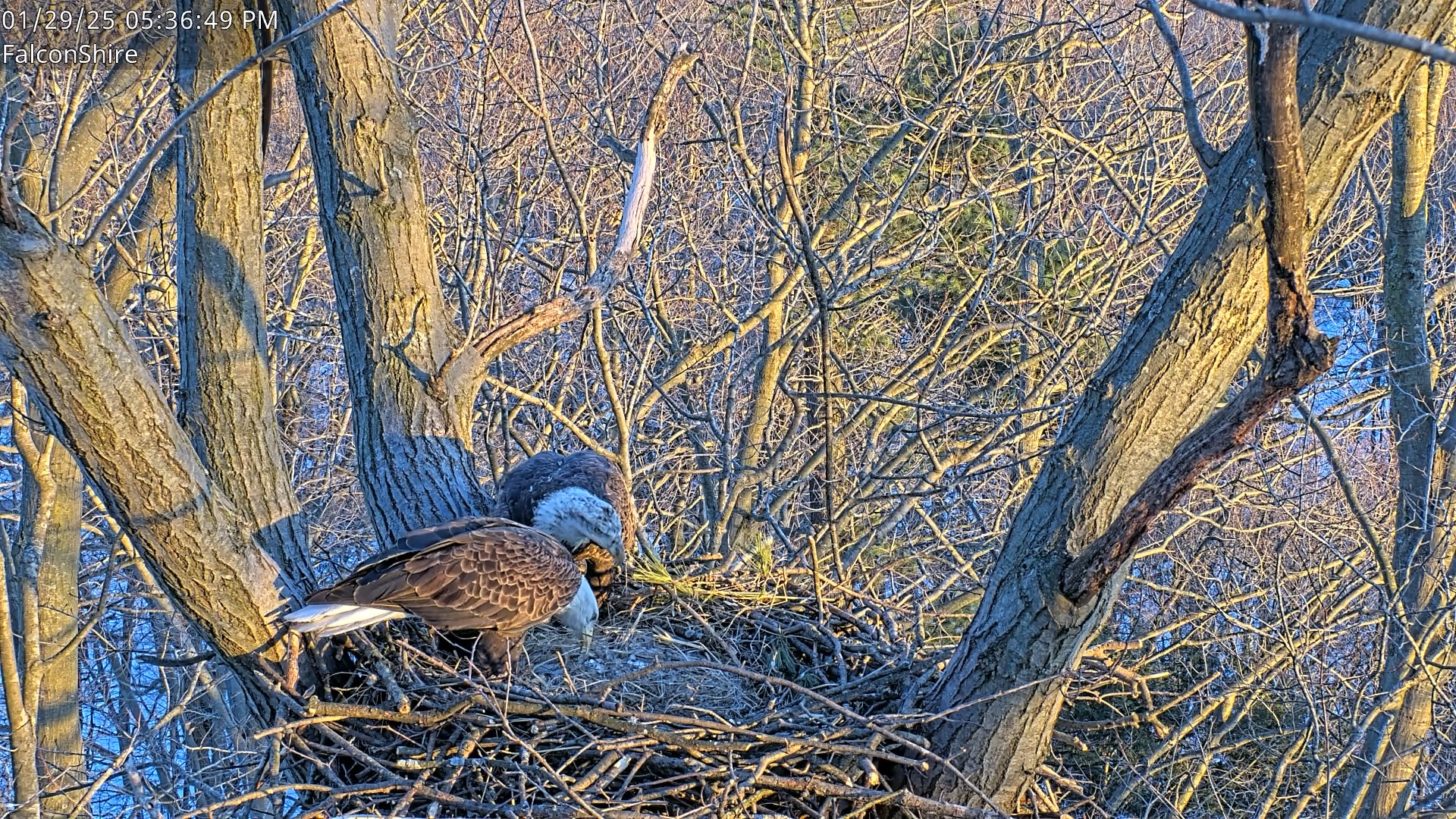 Snapshot of West Michigan Eagles Nest Live Cam taken Jan 29, 2025, 5:33pm EST