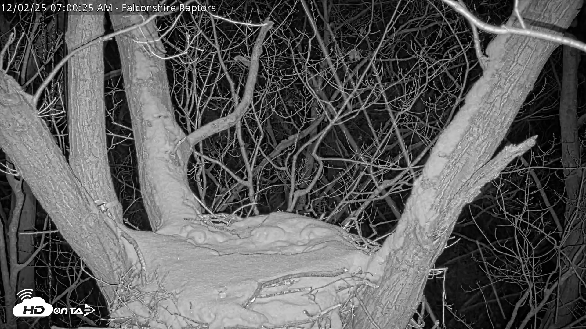 Snapshot of West Michigan Eagles Nest Live Cam taken Dec 2, 2025, 7:01am EST