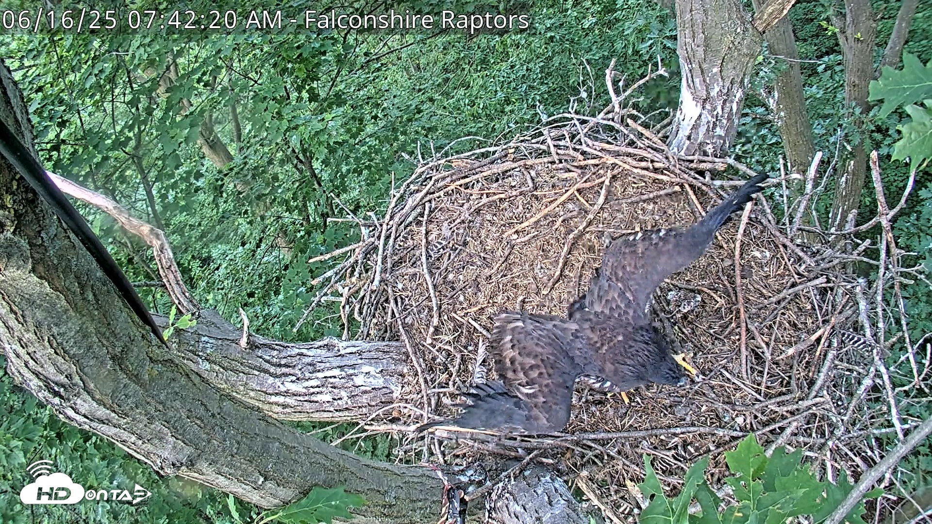 Snapshot of West Michigan Eagles Nest Live Cam taken Jun 16, 2025, 7:43am EDT