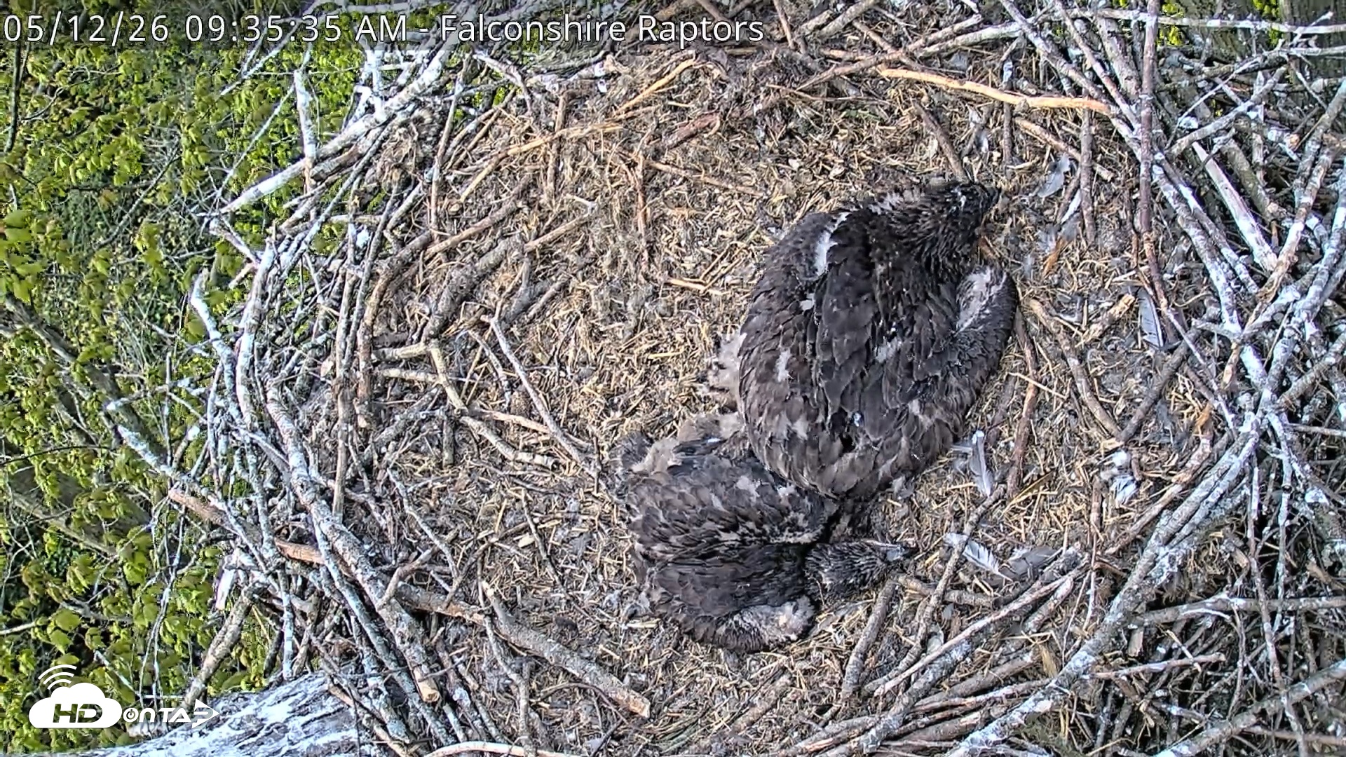Snapshot of West Michigan Eagles Nest Live Cam taken May 12, 2026, 9:38am EDT