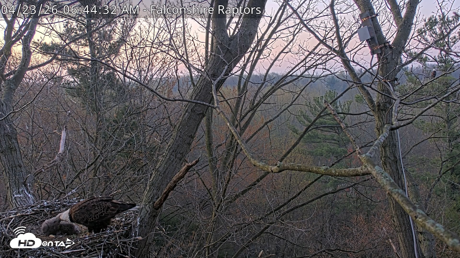 Snapshot of West Michigan Eagles Nest Live Cam taken Apr 23, 2026, 6:45am EDT
