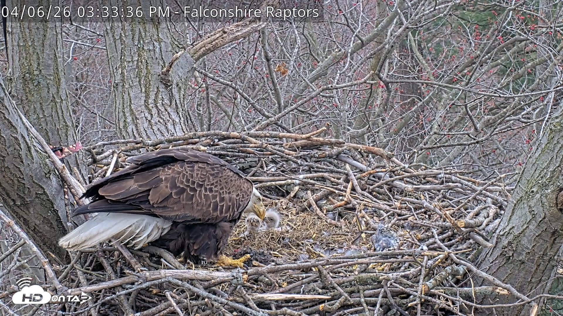 Snapshot of West Michigan Eagles Nest Live Cam taken Apr 6, 2026, 3:34pm EDT
