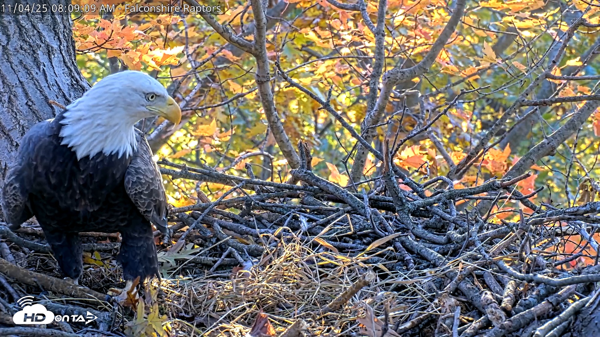 Snapshot of West Michigan Eagles Nest Live Cam taken Nov 4, 2025, 8:01am EST
