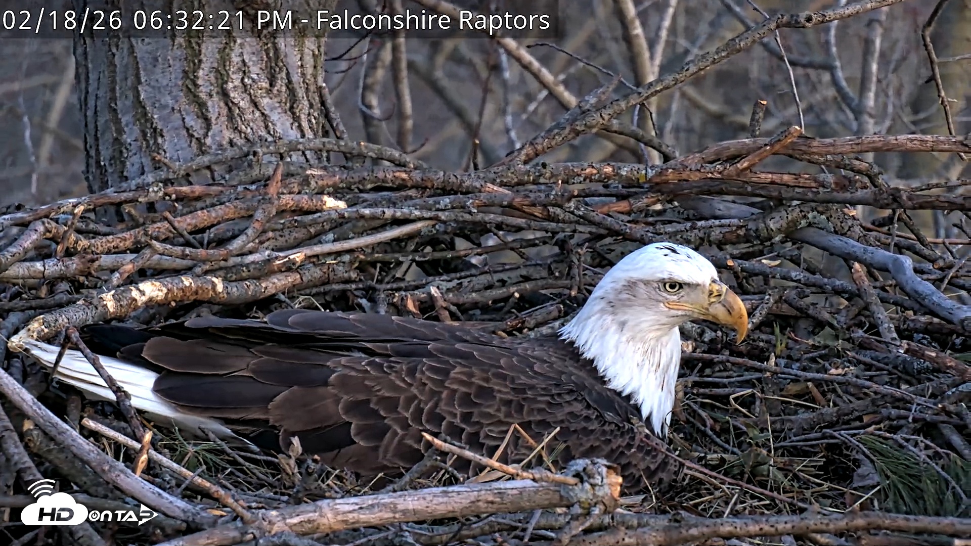 Snapshot of West Michigan Eagles Nest Live Cam taken Feb 18, 2026, 6:33pm EST