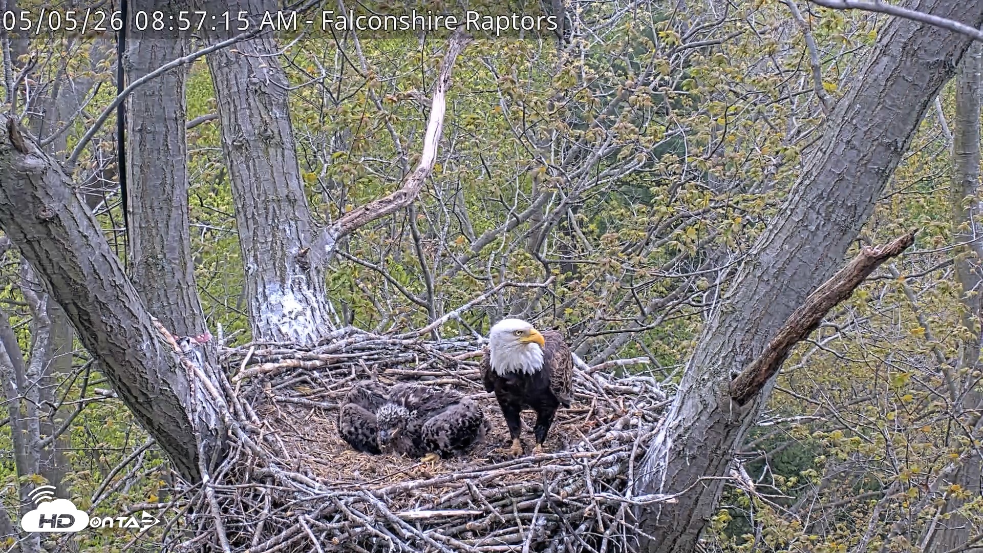 Snapshot of West Michigan Eagles Nest Live Cam taken May 5, 2026, 8:58am EDT