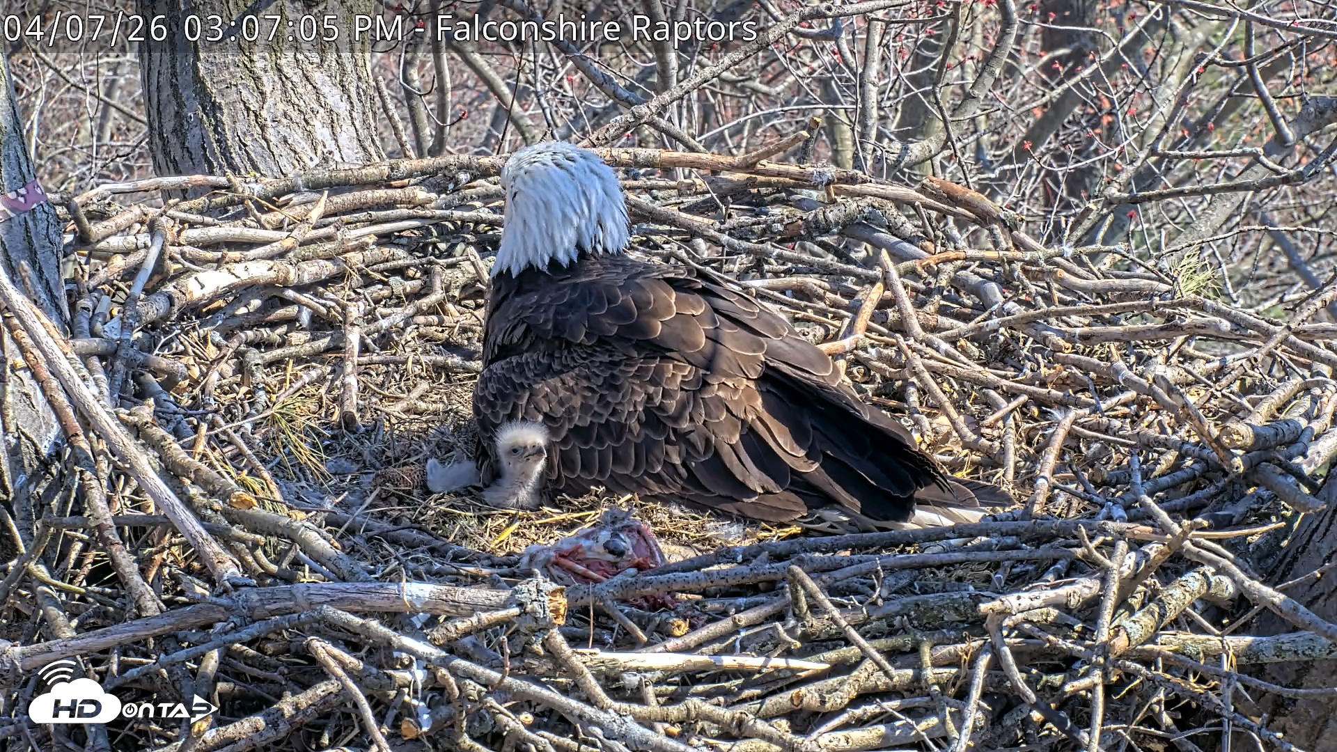 Snapshot of West Michigan Eagles Nest Live Cam taken Apr 7, 2026, 3:07pm EDT
