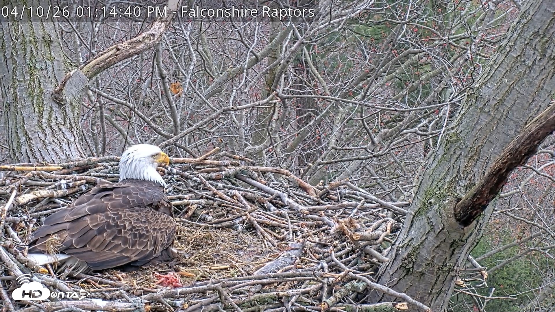 Snapshot of West Michigan Eagles Nest Live Cam taken Apr 10, 2026, 1:15pm EDT