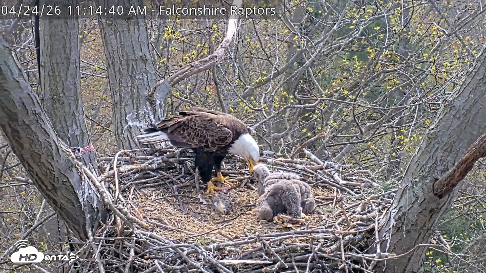 Snapshot of West Michigan Eagles Nest Live Cam taken Apr 24, 2026, 11:15am EDT