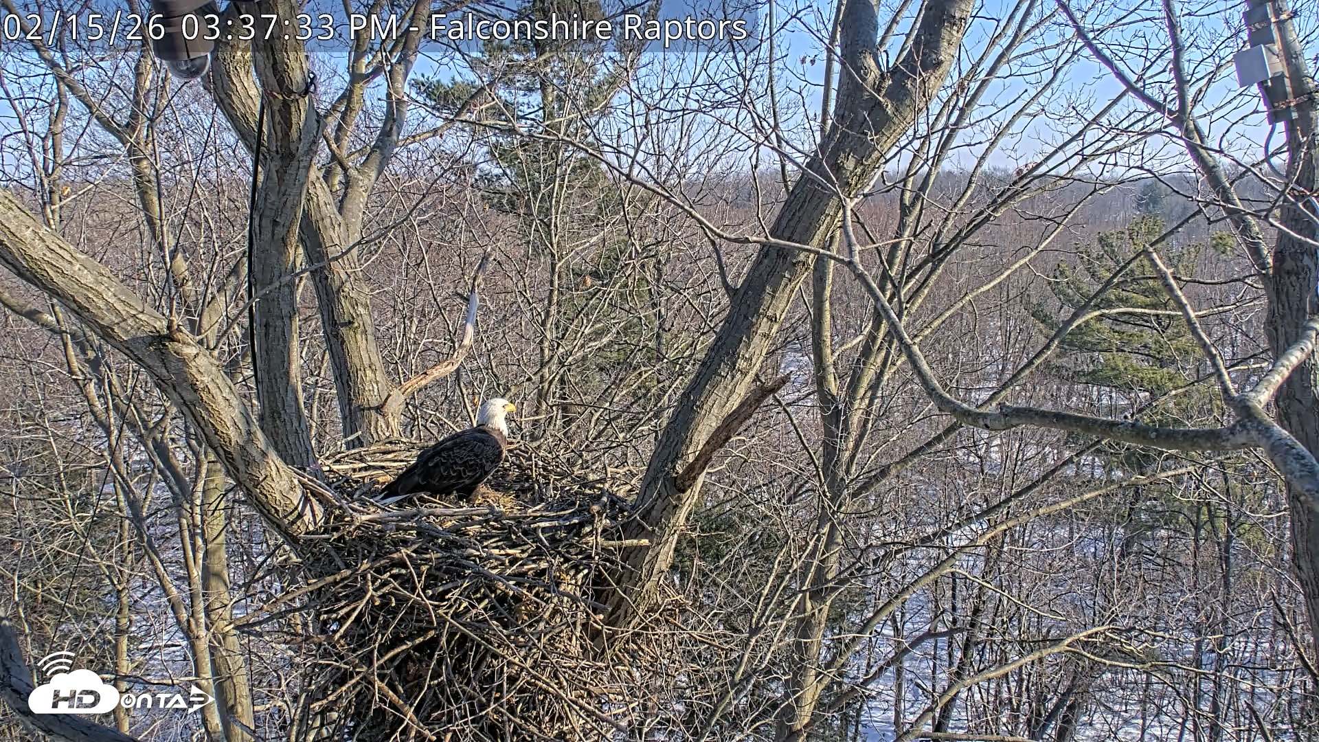 Snapshot of West Michigan Eagles Nest Live Cam taken Feb 15, 2026, 3:38pm EST
