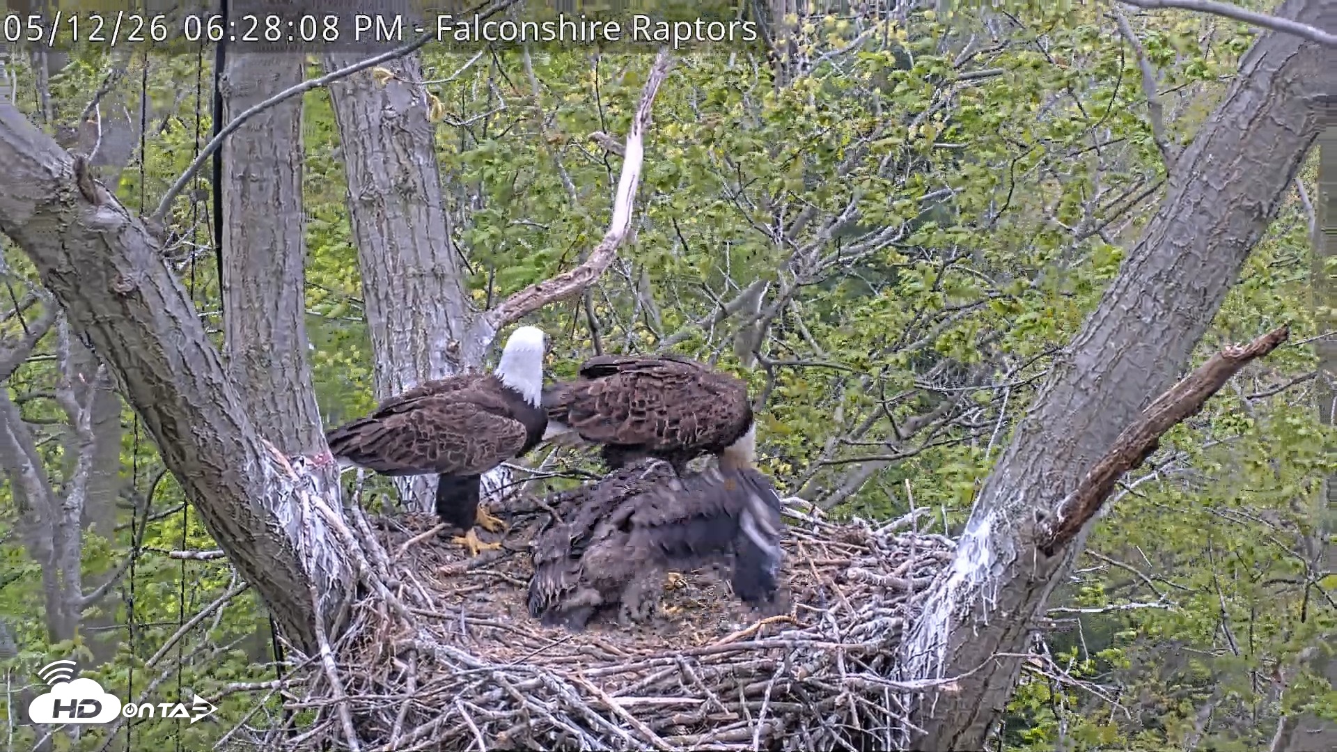 Snapshot of West Michigan Eagles Nest Live Cam taken May 12, 2026, 6:28pm EDT