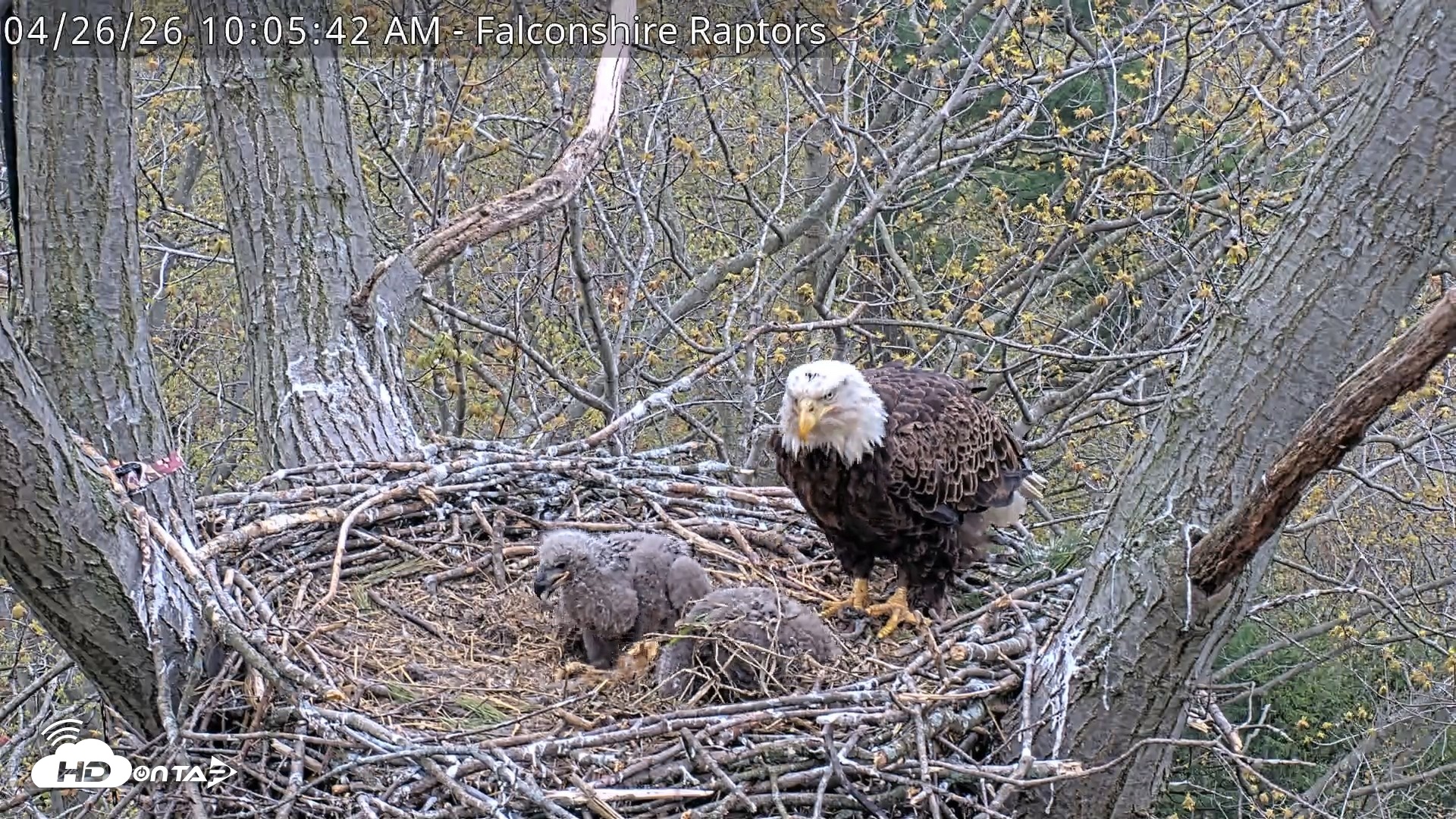 Snapshot of West Michigan Eagles Nest Live Cam taken Apr 26, 2026, 10:06am EDT