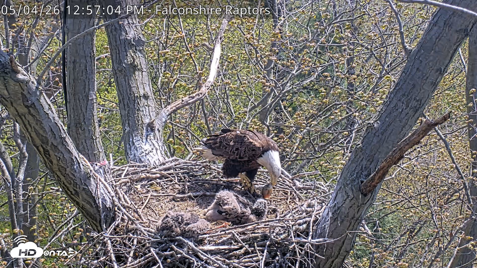 Snapshot of West Michigan Eagles Nest Live Cam taken May 4, 2026, 12:58pm EDT
