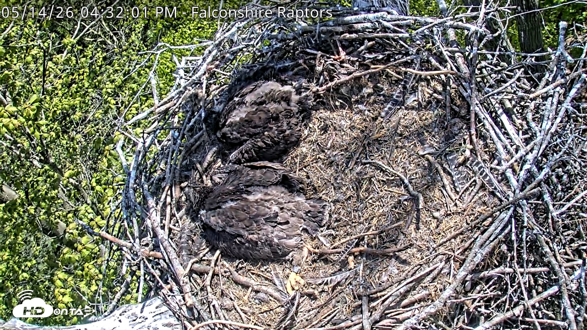 Snapshot of West Michigan Eagles Nest Live Cam taken May 14, 2026, 4:33pm EDT