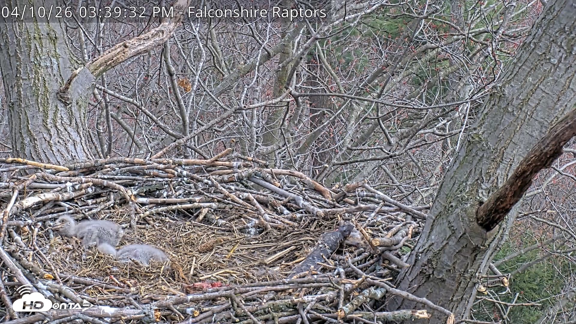 Snapshot of West Michigan Eagles Nest Live Cam taken Apr 10, 2026, 3:40pm EDT