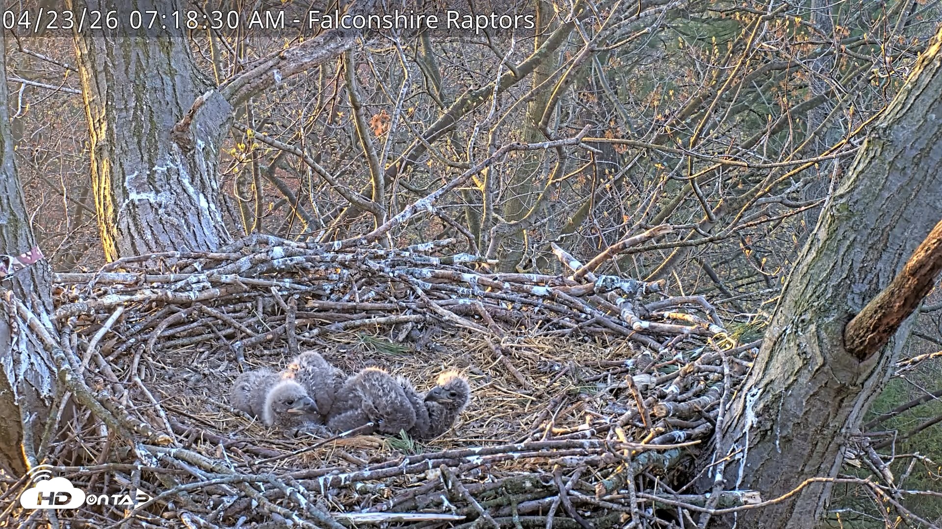Snapshot of West Michigan Eagles Nest Live Cam taken Apr 23, 2026, 7:19am EDT