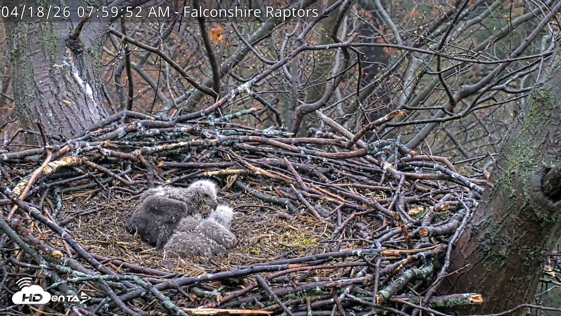 Snapshot of West Michigan Eagles Nest Live Cam taken Apr 18, 2026, 8:00am EDT