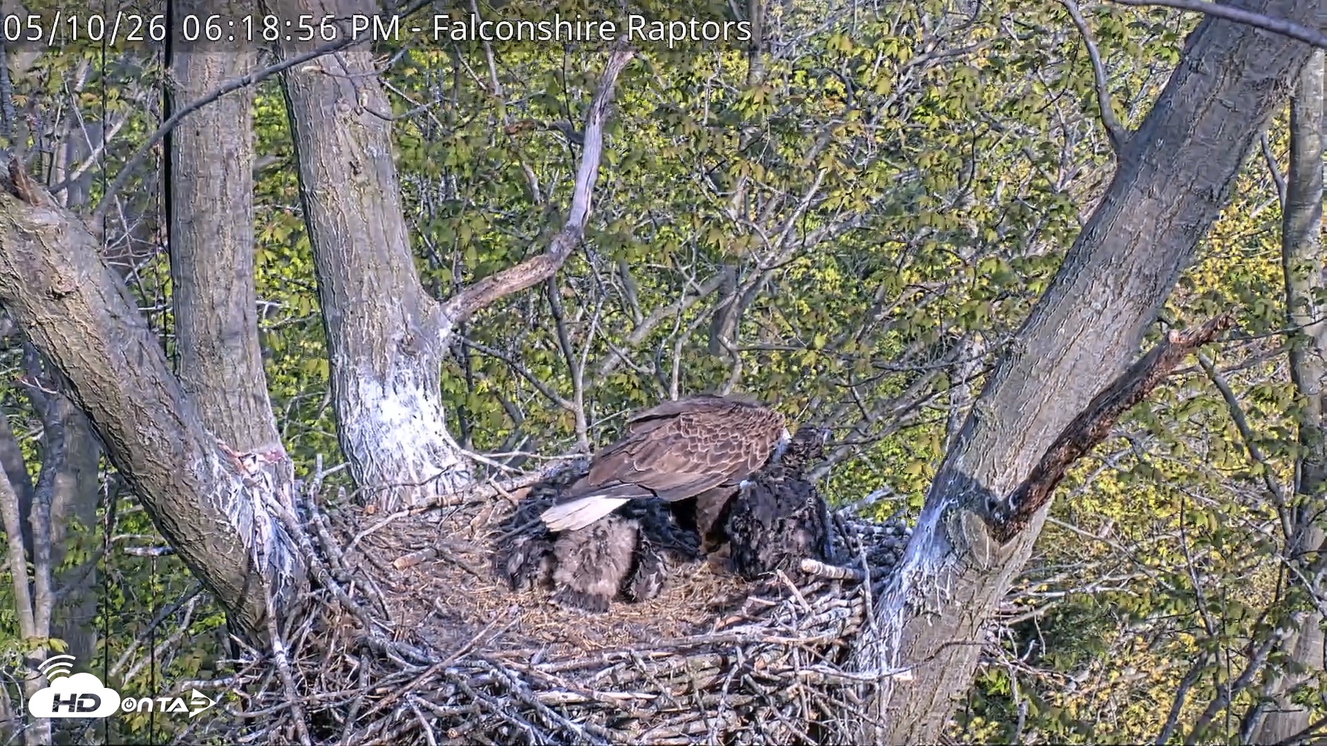 Snapshot of West Michigan Eagles Nest Live Cam taken May 10, 2026, 6:20pm EDT