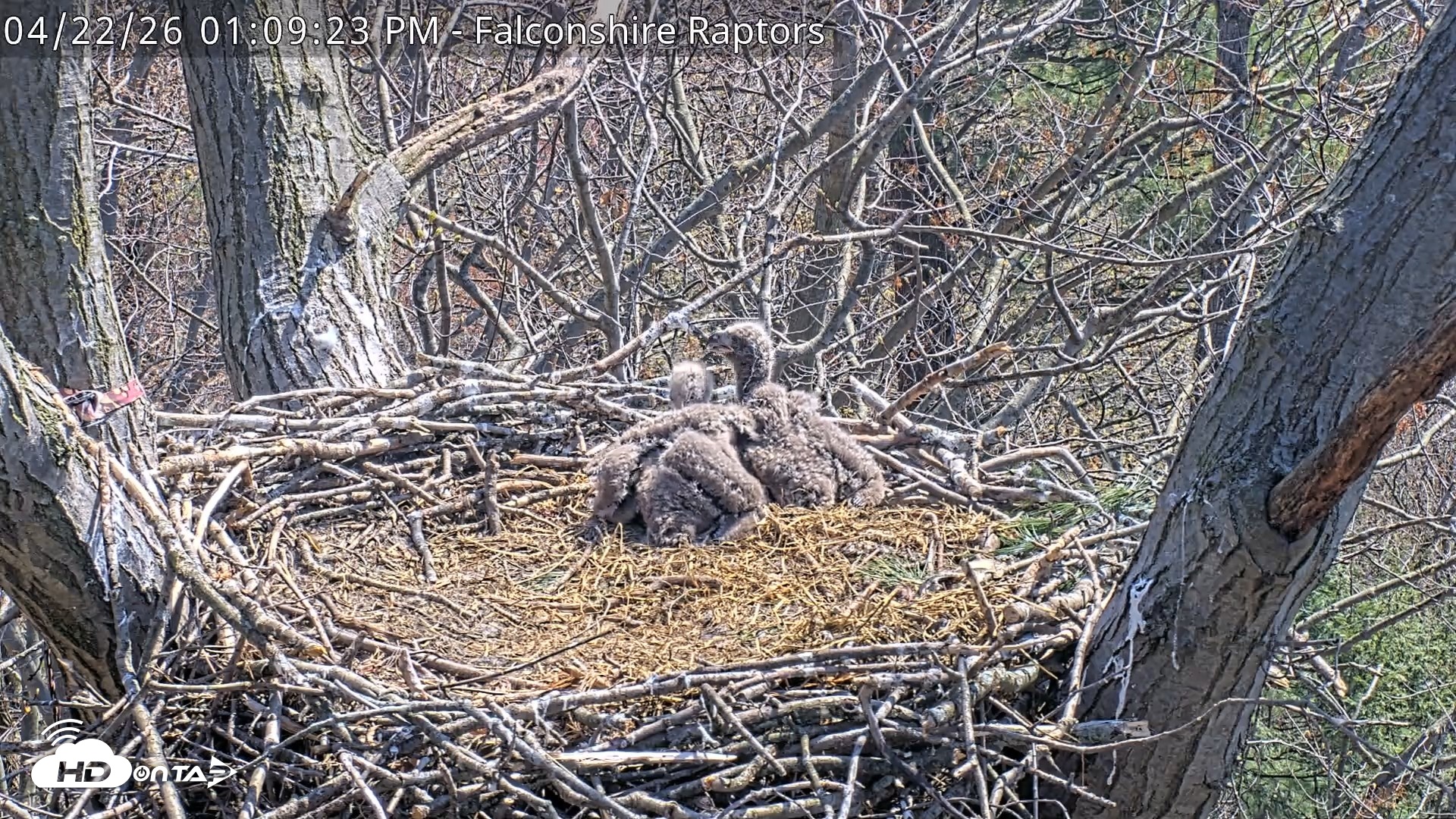 Snapshot of West Michigan Eagles Nest Live Cam taken Apr 22, 2026, 1:10pm EDT