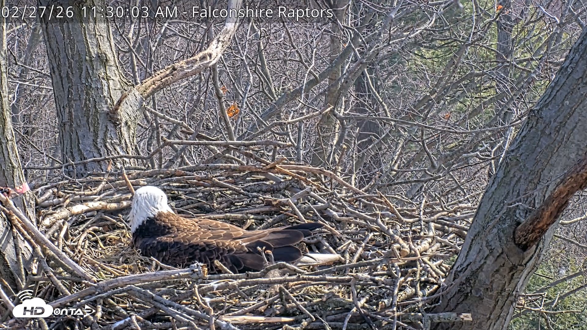 Snapshot of West Michigan Eagles Nest Live Cam taken Feb 27, 2026, 11:30am EST