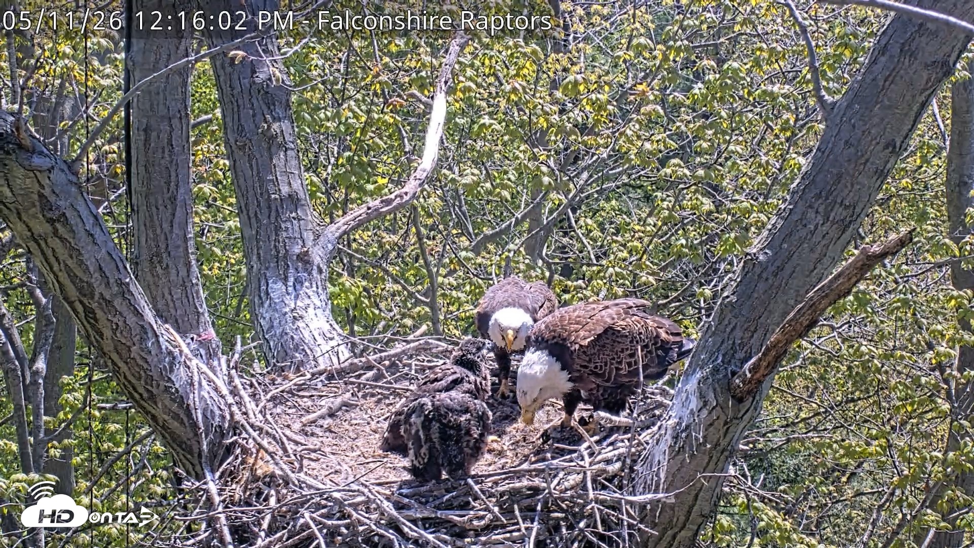Snapshot of West Michigan Eagles Nest Live Cam taken May 11, 2026, 12:17pm EDT