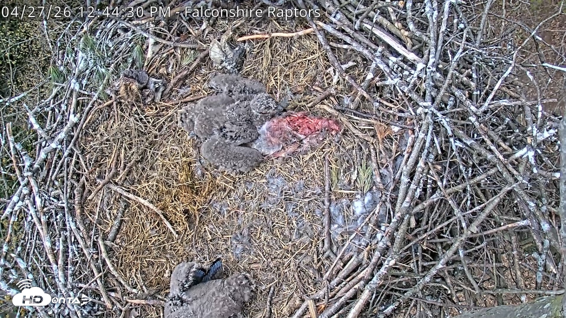 Snapshot of West Michigan Eagles Nest Live Cam taken Apr 27, 2026, 12:47pm EDT