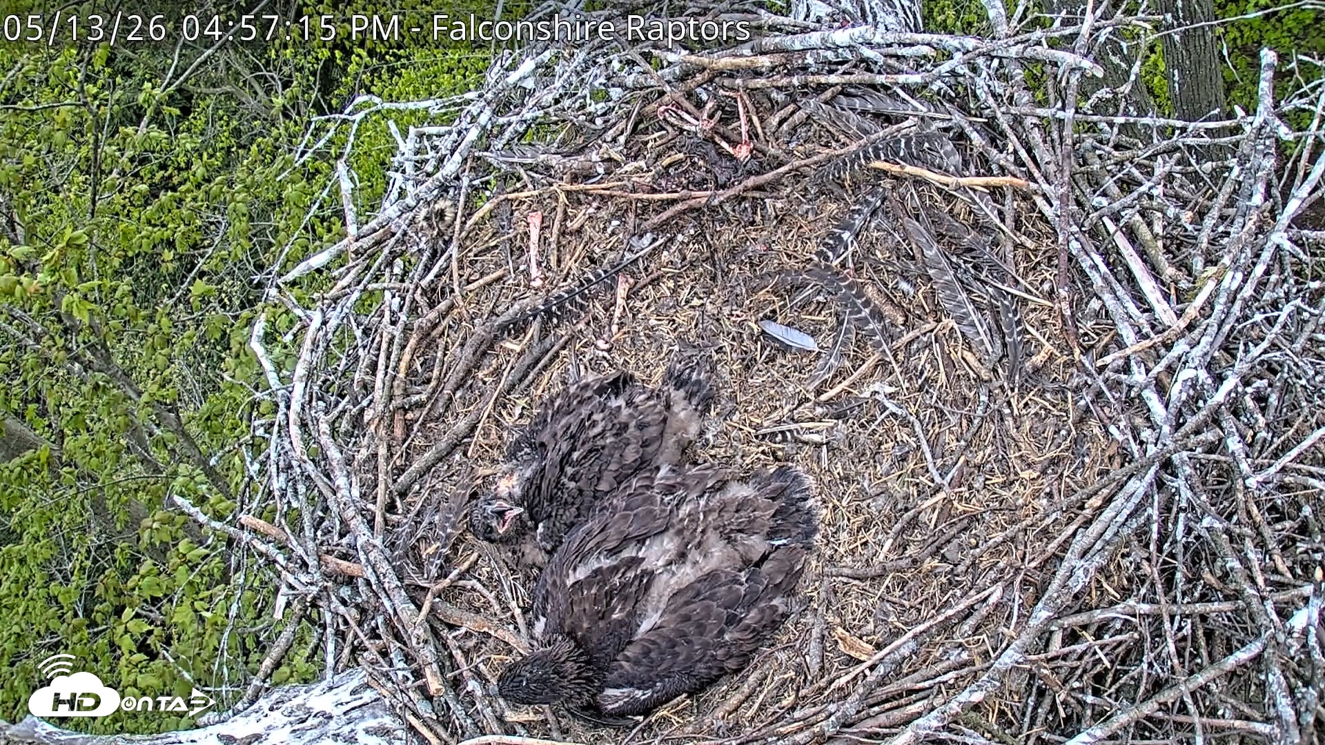 Snapshot of West Michigan Eagles Nest Live Cam taken May 13, 2026, 4:59pm EDT