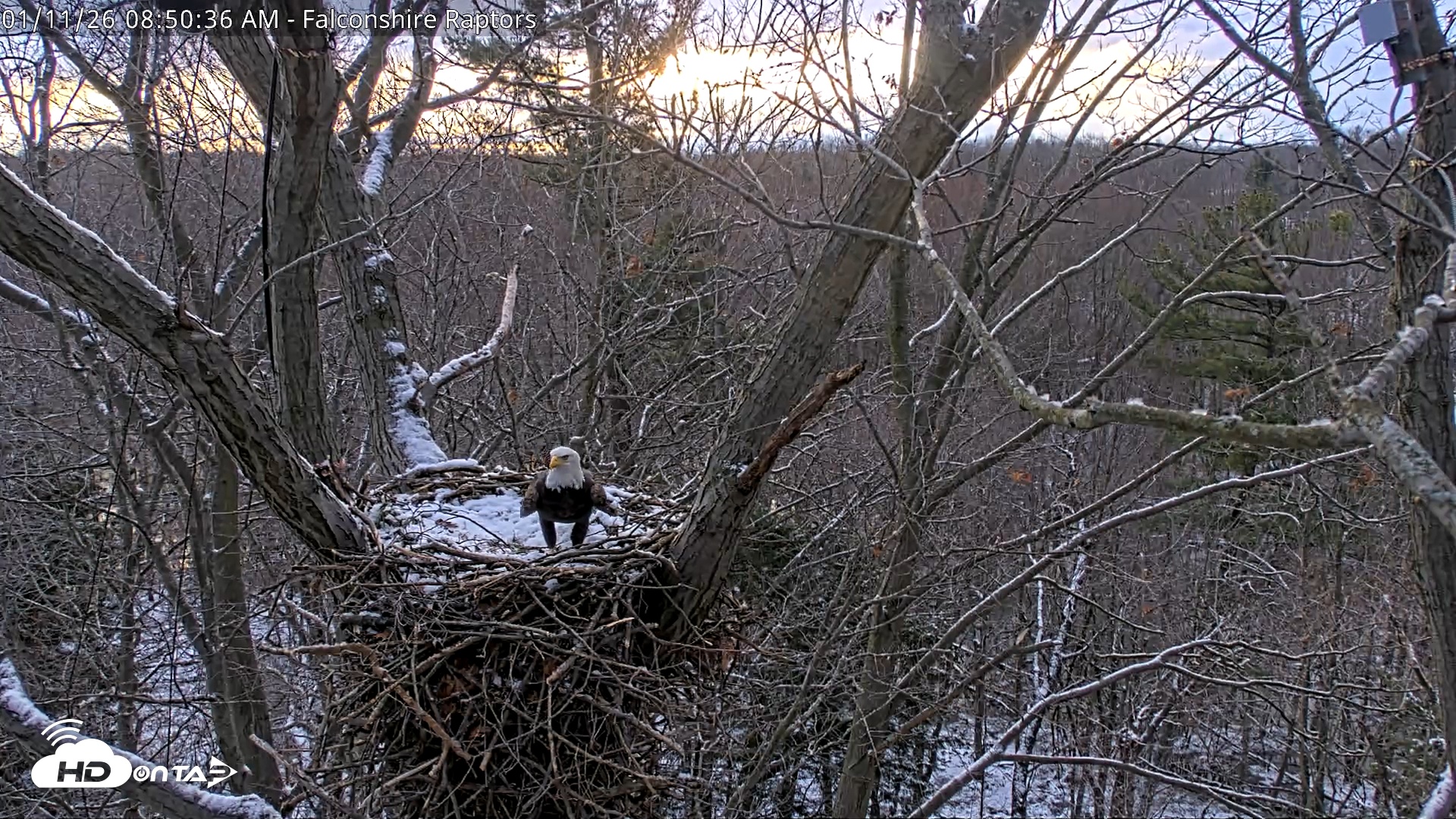 Snapshot of West Michigan Eagles Nest Live Cam taken Jan 11, 2026, 8:51am EST
