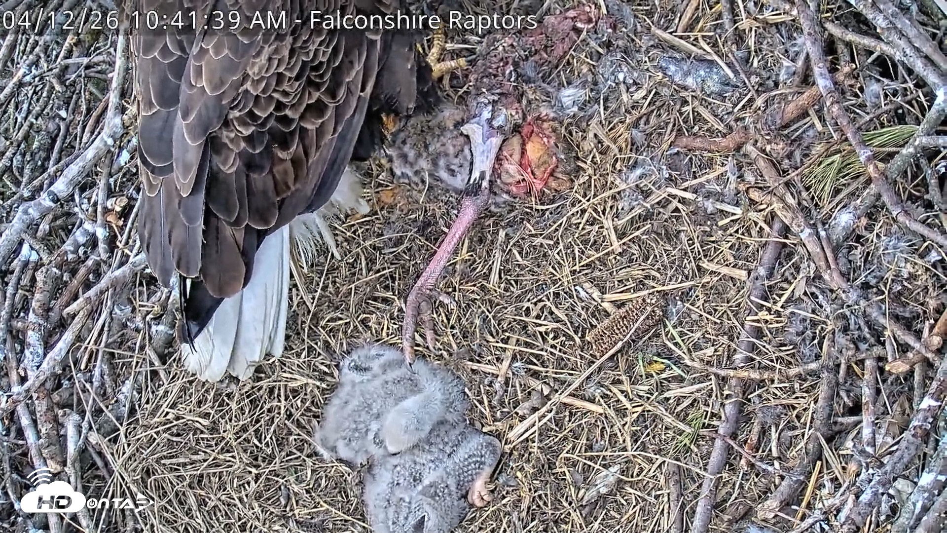 Snapshot of West Michigan Eagles Nest Live Cam taken Apr 12, 2026, 10:44am EDT