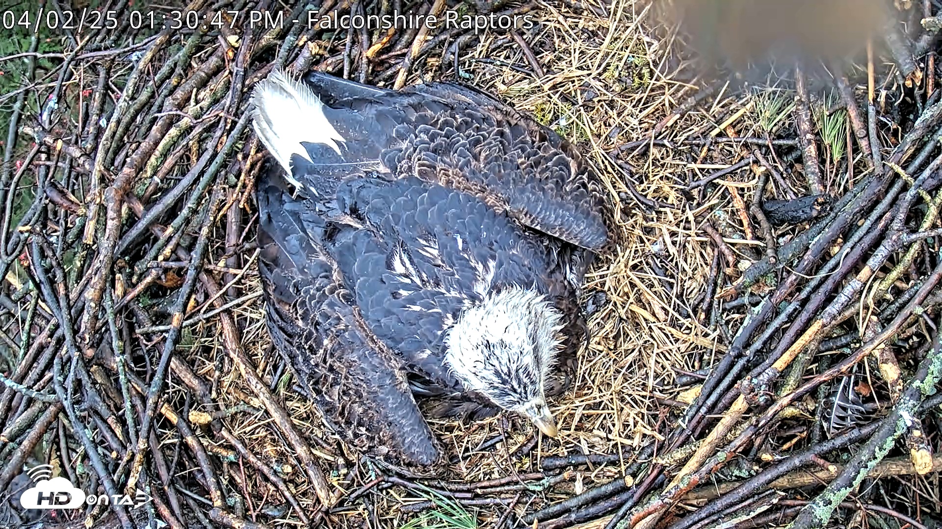 Snapshot of West Michigan Eagles Nest Live Cam taken Apr 2, 2025, 1:31pm EDT