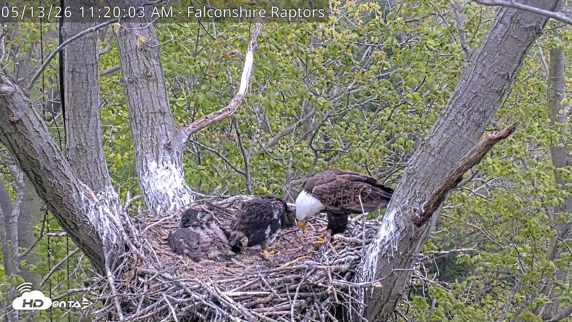 Snapshot of West Michigan Eagles Nest Live Cam taken May 13, 2026, 11:21am EDT
