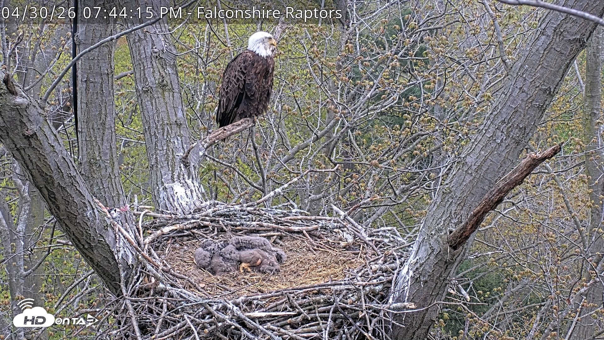 Snapshot of West Michigan Eagles Nest Live Cam taken Apr 30, 2026, 7:45pm EDT