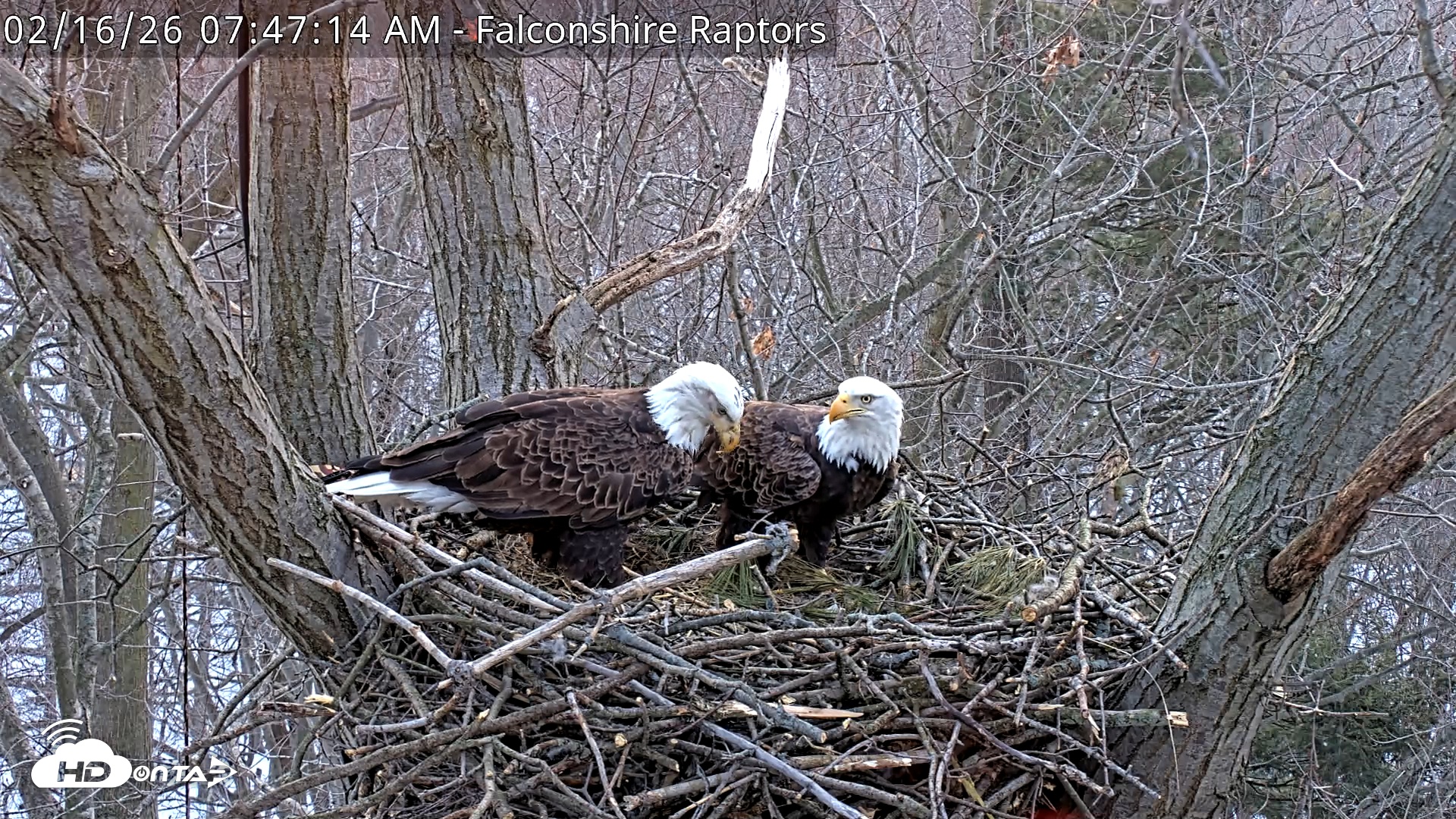 Snapshot of West Michigan Eagles Nest Live Cam taken Feb 16, 2026, 7:47am EST